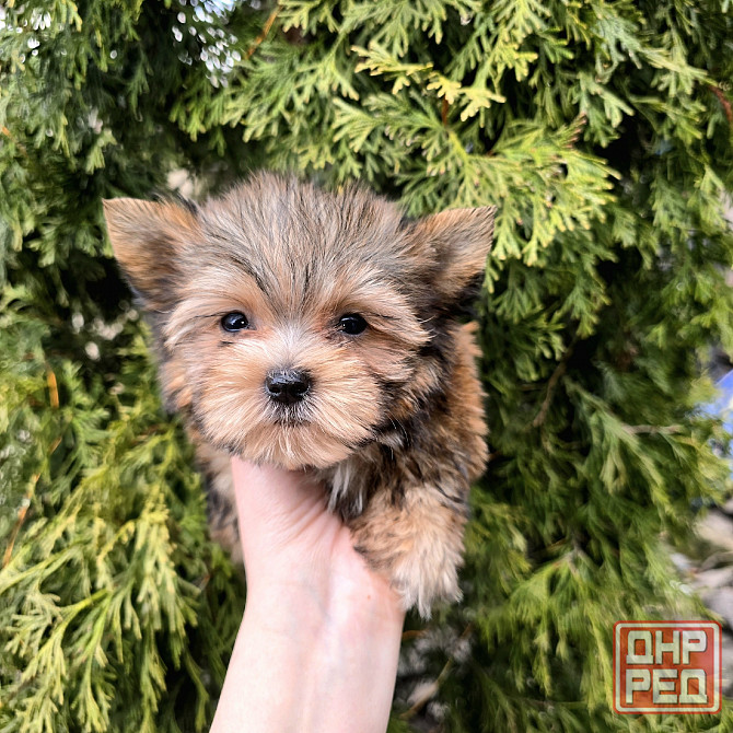 Цветной йорк Донецк - изображение 2