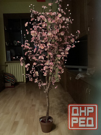 Японская сакура Макеевка - изображение 1