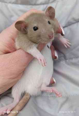 Дамбо ручные мальчики и девочки Луганск