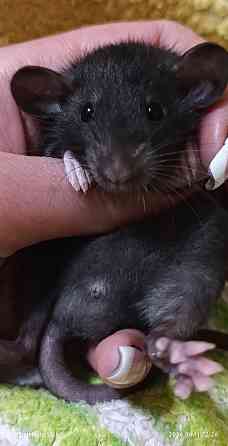 Дамбо ручные мальчики и девочки Луганск