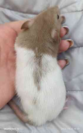 Дамбо ручные мальчики и девочки Луганск