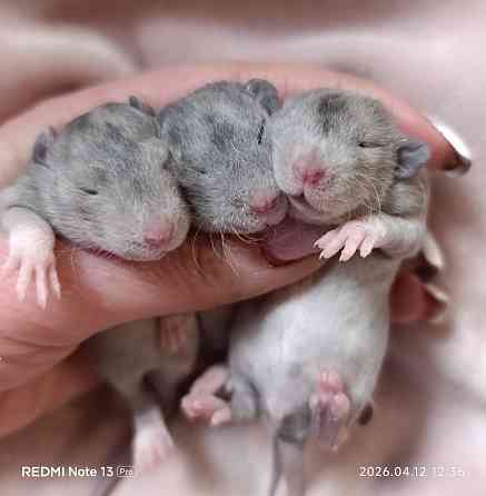 Дамбо ручные мальчики и девочки Луганск