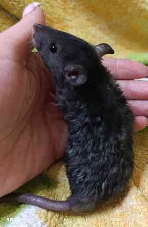 Дамбо ручные мальчики и девочки Луганск