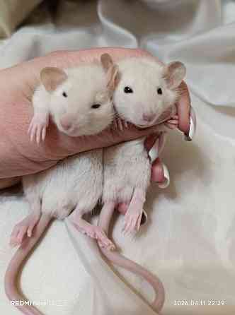 Дамбо ручные мальчики и девочки Луганск