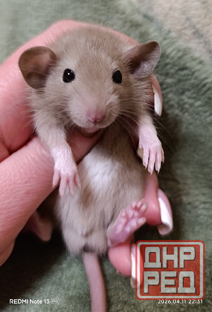 Дамбо ручные мальчики и девочки Луганск - изображение 8