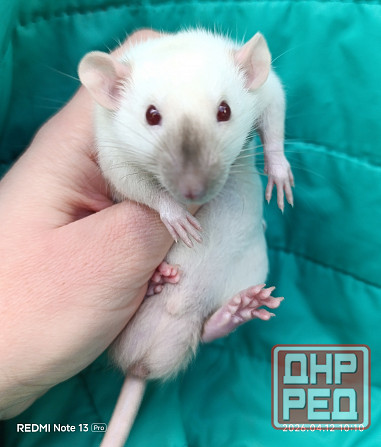 Дамбо ручные мальчики и девочки Луганск - изображение 7