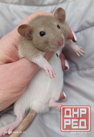 Дамбо ручные мальчики и девочки Луганск - изображение 1