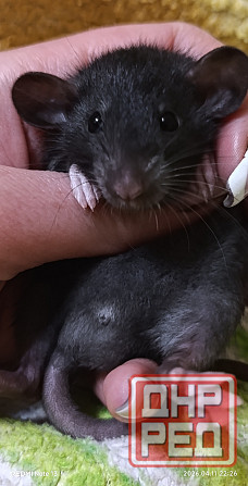 Дамбо ручные мальчики и девочки Луганск - изображение 5