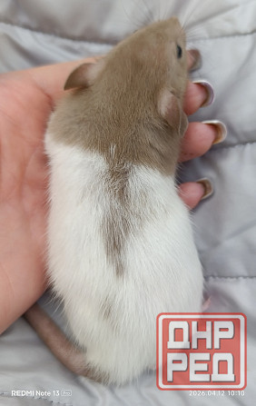 Дамбо ручные мальчики и девочки Луганск - изображение 3