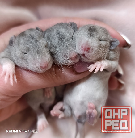 Дамбо ручные мальчики и девочки Луганск - изображение 4