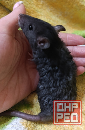 Дамбо ручные мальчики и девочки Луганск - изображение 6