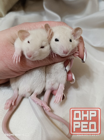 Дамбо ручные мальчики и девочки Луганск - изображение 2