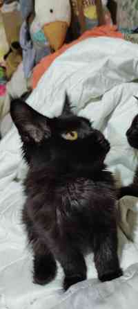 Мейн-куны Макеевка