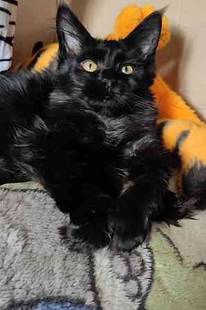 Мейн-куны Макеевка