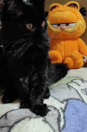 Мейн-куны Макеевка