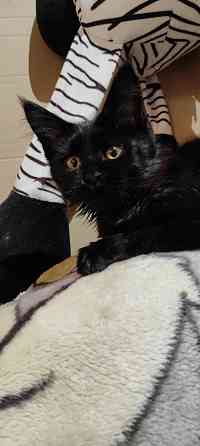 Мейн-куны Макеевка