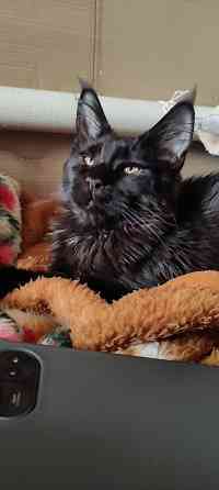 Мейн-куны Макеевка