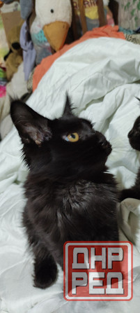 Мейн-куны Макеевка - изображение 4