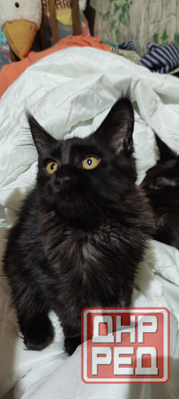 Мейн-куны Макеевка - изображение 7