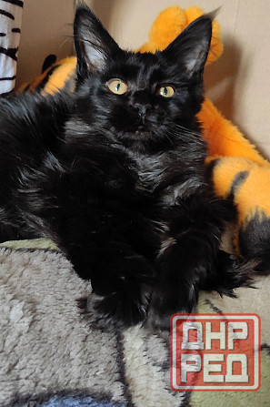 Мейн-куны Макеевка - изображение 1