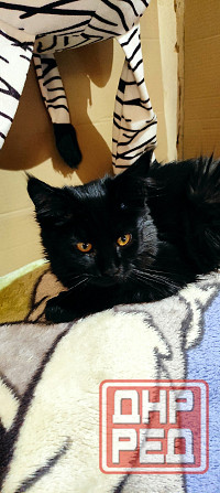 Мейн-куны Макеевка - изображение 8