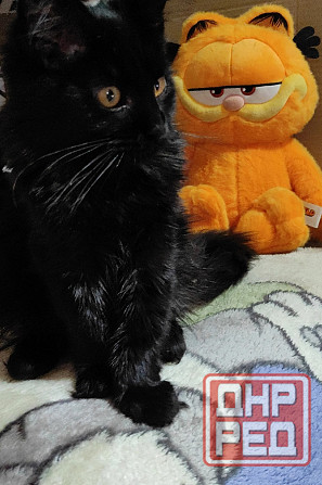 Мейн-куны Макеевка - изображение 5