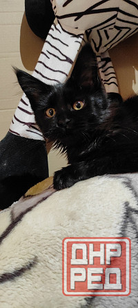 Мейн-куны Макеевка - изображение 6