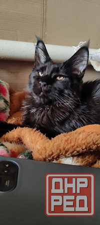 Мейн-куны Макеевка - изображение 2