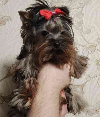 Продается щенок йорка Донецк