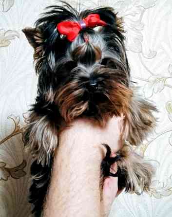 Продается щенок йорка Донецк