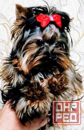 Продается щенок йорка Донецк - изображение 1