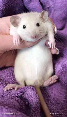 Девочка Дамбо Луганск