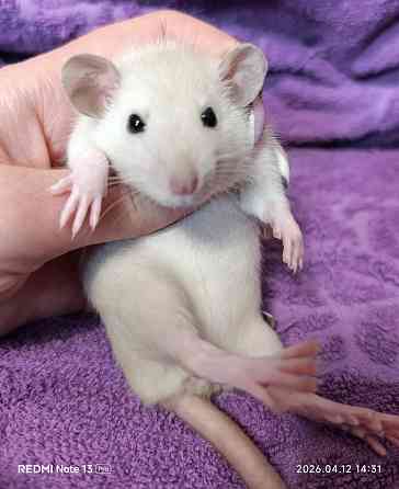 Девочка Дамбо Луганск