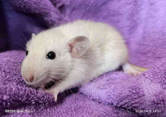 Девочка Дамбо Луганск