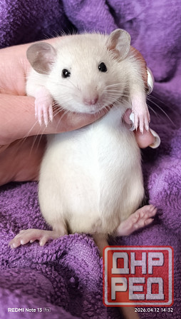 Девочка Дамбо Луганск - изображение 1