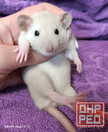 Девочка Дамбо Луганск - изображение 3