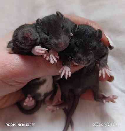 Дамбо. Кучерявые крысята рекс Донецк