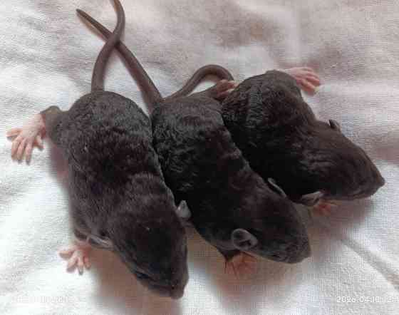 Дамбо. Кучерявые крысята рекс Донецк