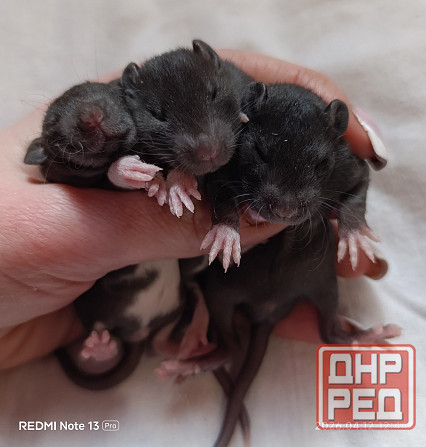 Дамбо. Кучерявые крысята рекс Донецк - изображение 2