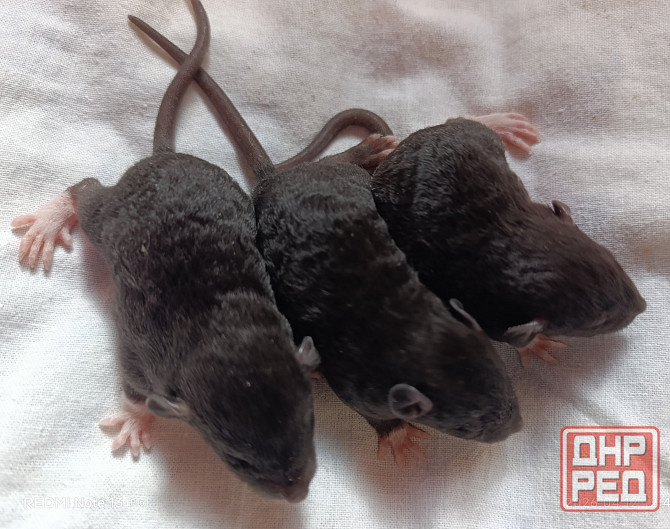 Дамбо. Кучерявые крысята рекс Донецк - изображение 1