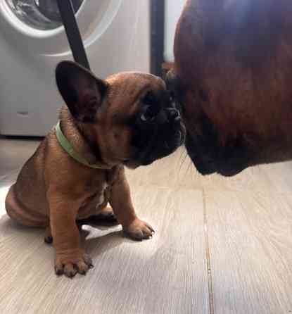 Французский бульдог щенок ( девочки) Донецк
