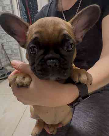 Французский бульдог щенок ( девочки) Донецк