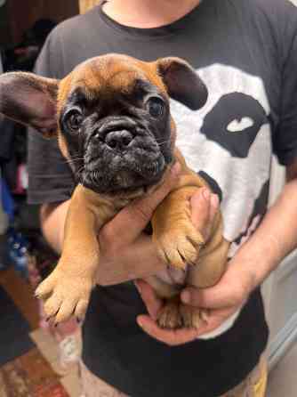 Французский бульдог щенок ( девочки) Донецк