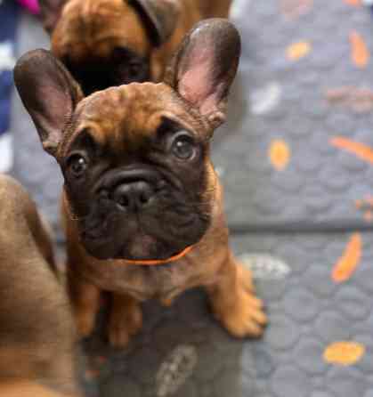Французский бульдог щенок ( девочки) Донецк
