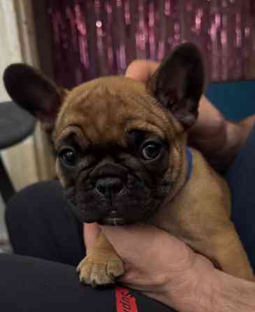 Французский бульдог щенок ( девочки) Донецк