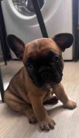 Французский бульдог щенок ( девочки) Донецк