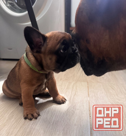 Французский бульдог щенок ( девочки) Донецк - изображение 6