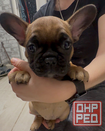 Французский бульдог щенок ( девочки) Донецк - изображение 1