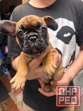 Французский бульдог щенок ( девочки) Донецк - изображение 2