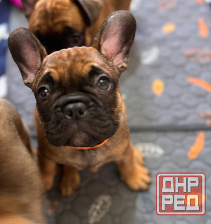 Французский бульдог щенок ( девочки) Донецк - изображение 3